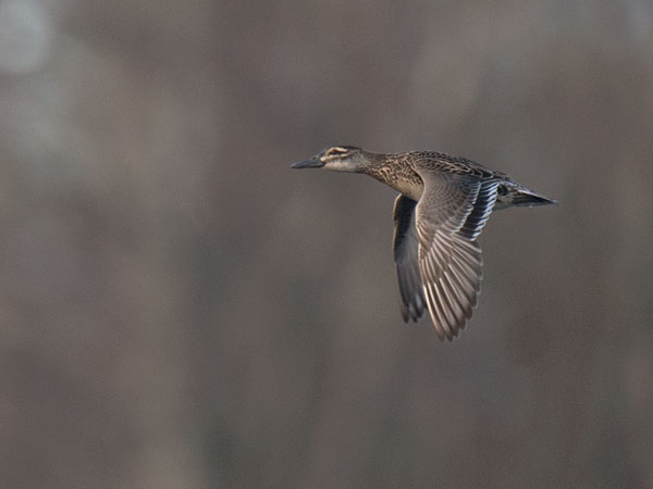 Heinätavi, Garganey, Anas querquedula