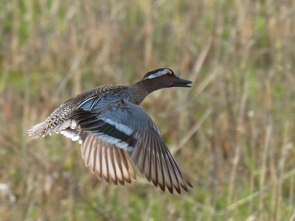 Heinätavi, Garganey, Anas querquedula