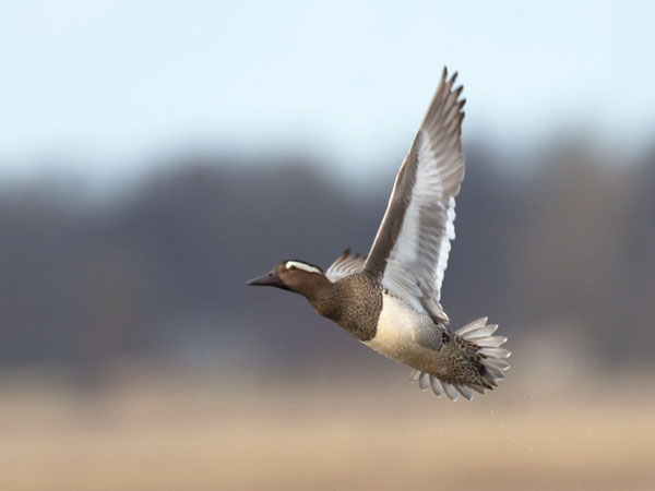 Heinätavi, Garganey, Anas querquedula