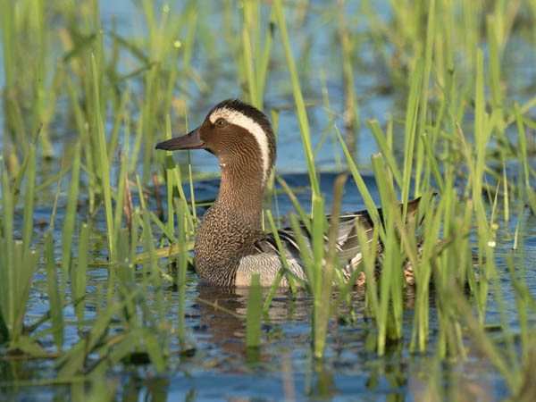 Heinätavi, Garganey, Anas querquedula
