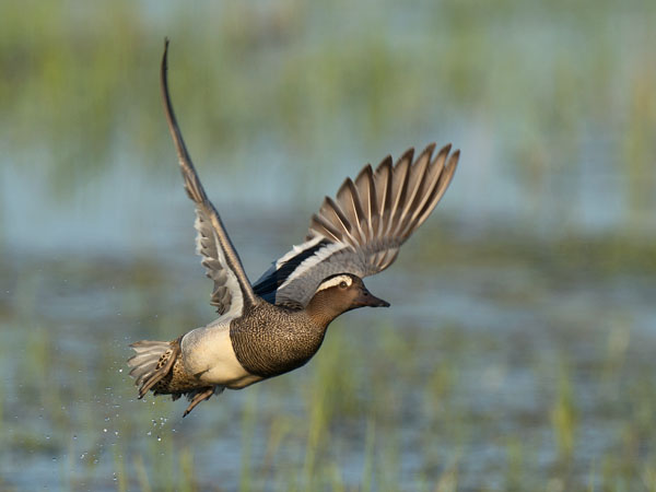 Heinätavi, Garganey, Anas querquedula