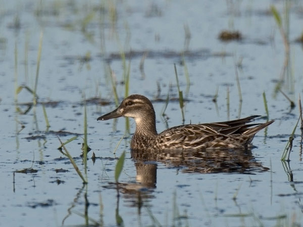 Heinätavi, Garganey, Anas querquedula