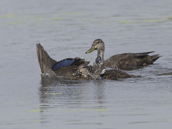 Nokisorsa, American Black Duck, Anas rubripes