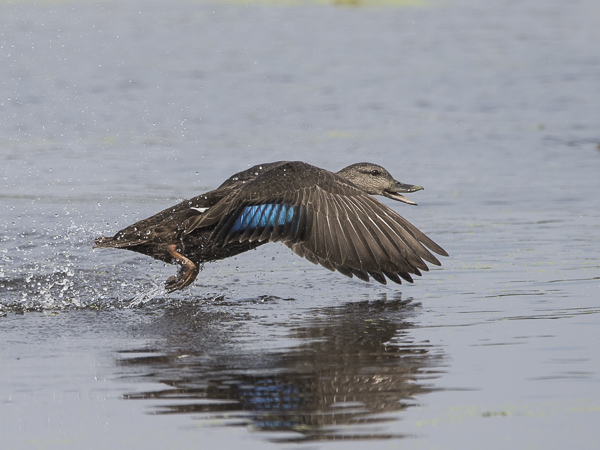 Nokisorsa, American Black Duck, Anas rubripes