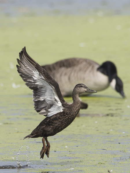 Nokisorsa, American Black Duck, Anas rubripes