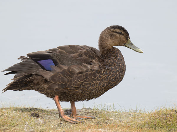 Nokisorsa, American Black Duck, Anas rubripes