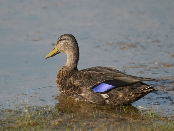 Nokisorsa, American Black Duck, Anas rubripes