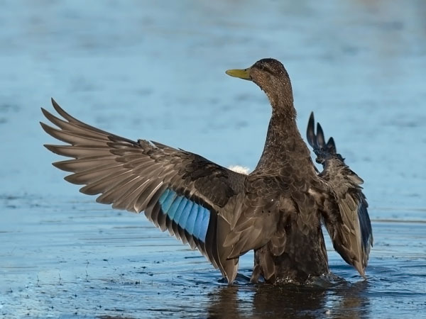 Nokisorsa, American Black Duck, Anas rubripes