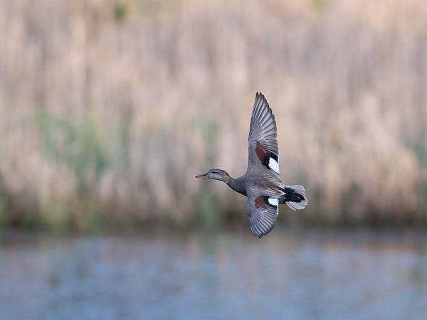 Harmaasorsa, Gadwall, Anas strepera