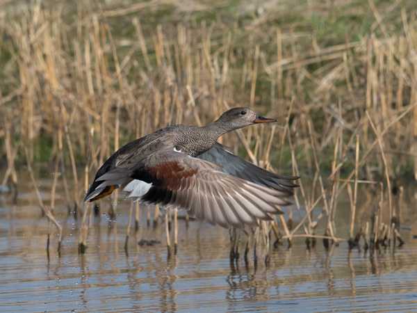 Harmaasorsa, Gadwall, Anas strepera