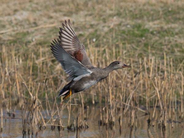 Harmaasorsa, Gadwall, Anas strepera