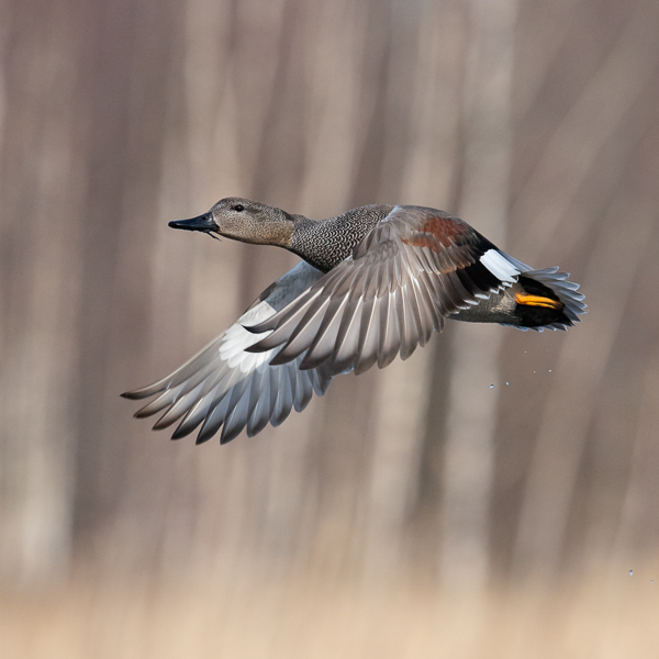 Harmaasorsa, Gadwall, Anas strepera