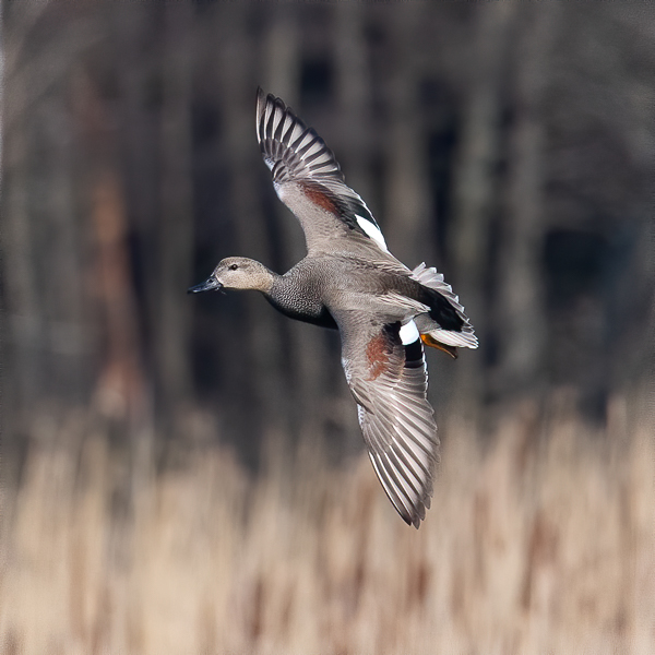 Harmaasorsa, Gadwall, Anas strepera