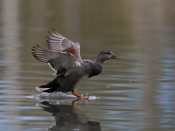 Harmaasorsa, Gadwall, Anas strepera