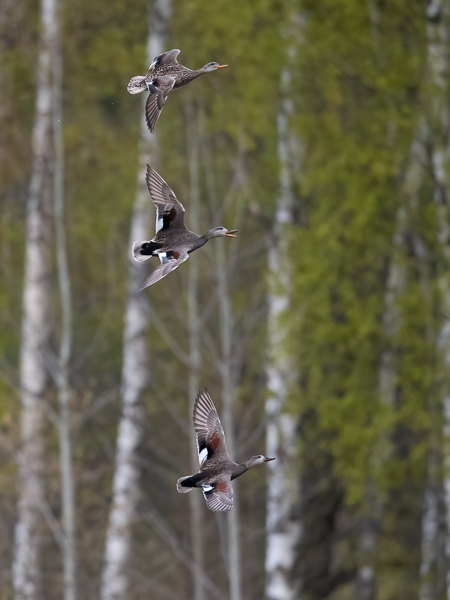 Harmaasorsa, Gadwall, Anas strepera