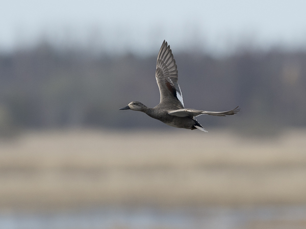 Harmaasorsa, Gadwall, Anas strepera