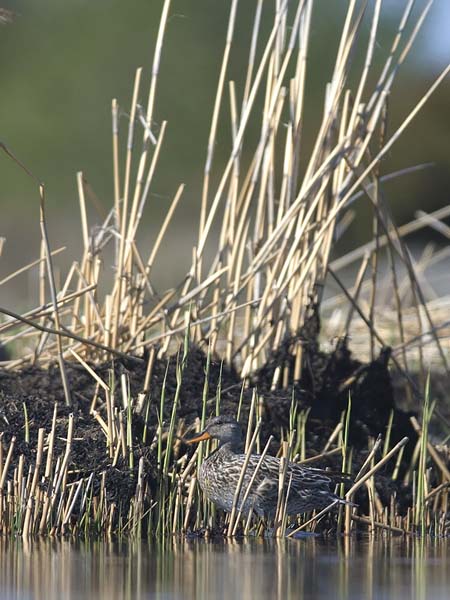 Harmaasorsa, Gadwall, Anas strepera