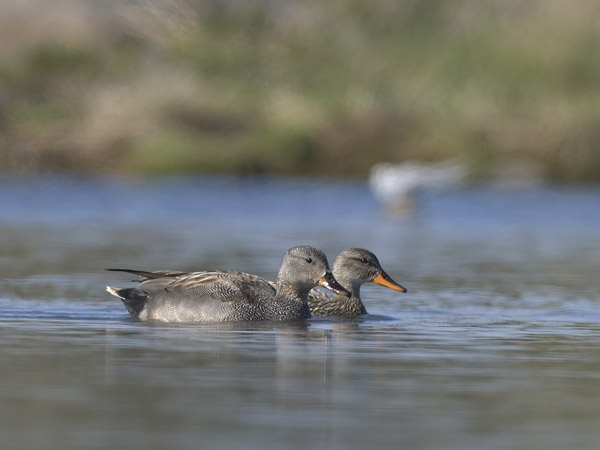 Harmaasorsa, Gadwall, Anas strepera