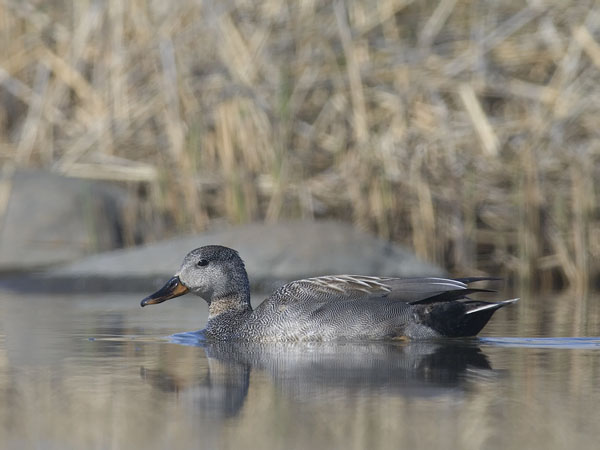 Harmaasorsa, Gadwall, Anas strepera