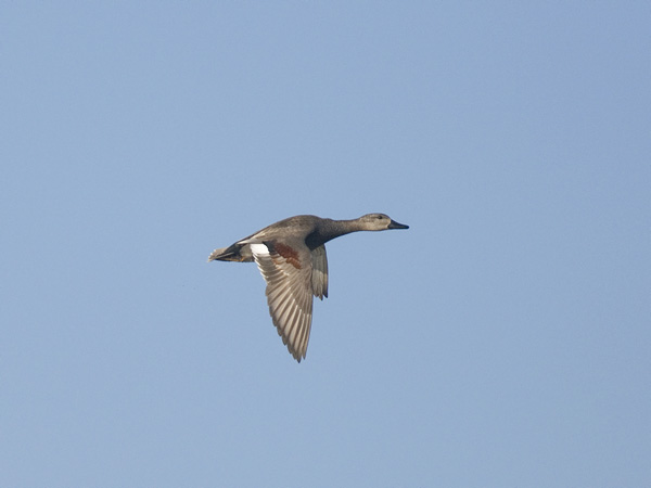 Harmaasorsa, Gadwall, Anas strepera