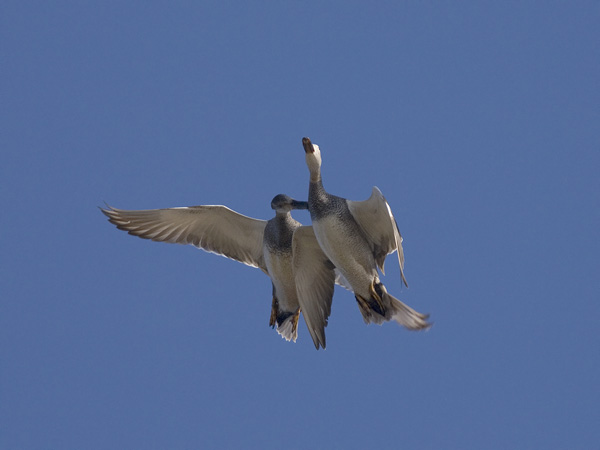 Harmaasorsa, Gadwall, Anas strepera