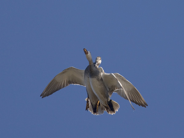 Harmaasorsa, Gadwall, Anas strepera