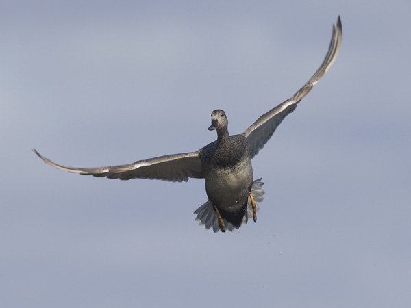 Harmaasorsa, Gadwall, Anas strepera