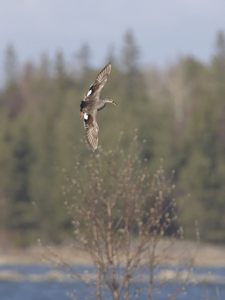 Harmaasorsa, Gadwall, Anas strepera