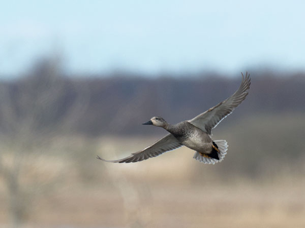 Harmaasorsa, Gadwall, Anas strepera
