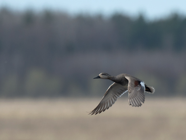 Harmaasorsa, Gadwall, Anas strepera