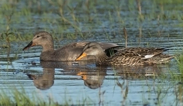 Harmaasorsa, Gadwall, Anas strepera