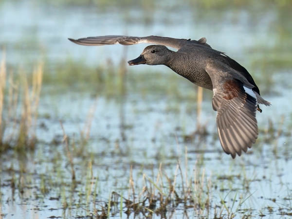 Harmaasorsa, Gadwall, Anas strepera