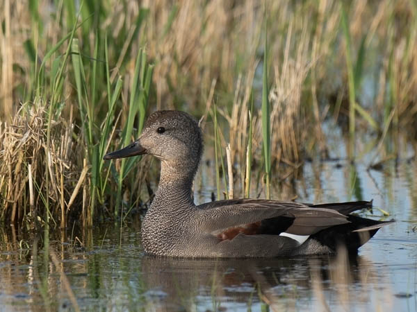 Harmaasorsa, Gadwall, Anas strepera