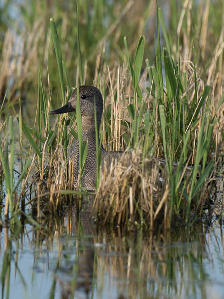 Harmaasorsa, Gadwall, Anas strepera