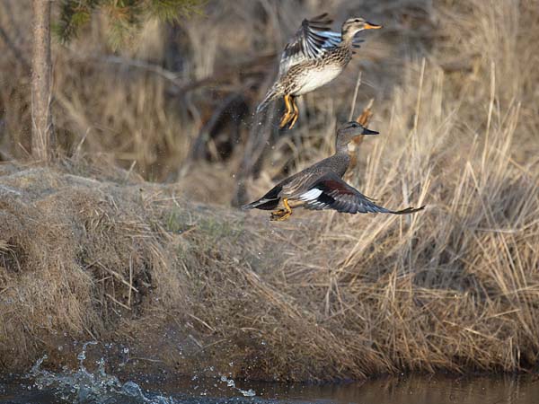 Harmaasorsa, Gadwall, Anas strepera