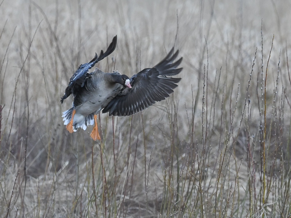 Tundrahanhi, Greater White-fronted Goose, Anser albifrons