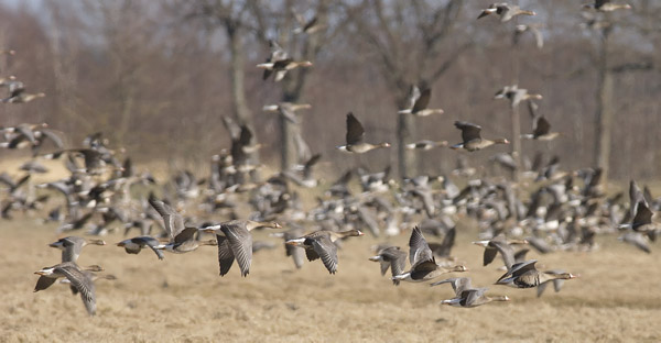 Tundrahanhi, Greater White-fronted Goose, Anser albifrons