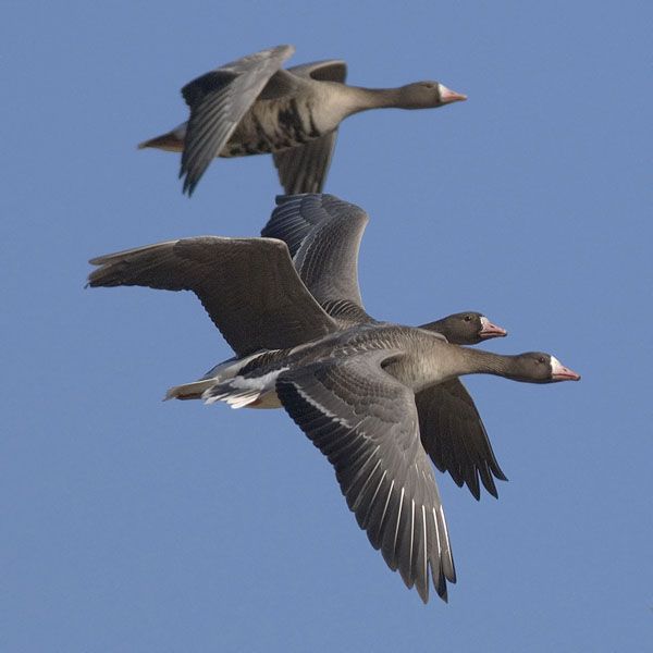 Tundrahanhi, Greater White-fronted Goose, Anser albifrons