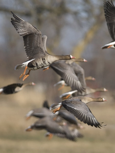 Tundrahanhi, Greater White-fronted Goose, Anser albifrons