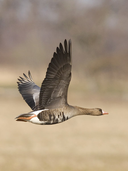 Tundrahanhi, Greater White-fronted Goose, Anser albifrons