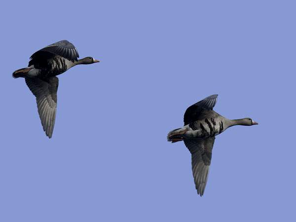 Tundrahanhi, Greater White-fronted Goose, Anser albifrons