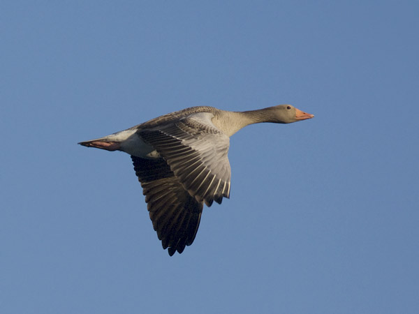 Merihanhi, Greylag Goose, Anser anser