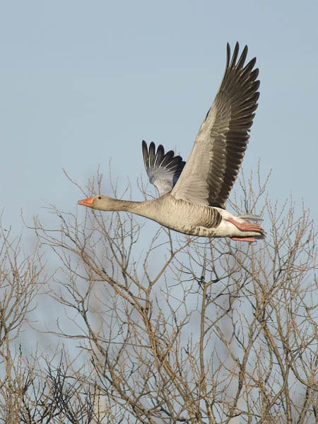 Merihanhi, Greylag Goose, Anser anser