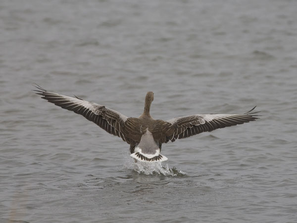 Merihanhi, Greylag Goose, Anser anser