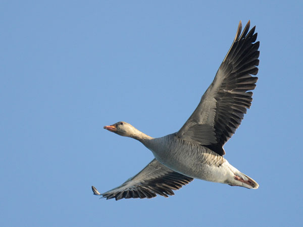 Merihanhi, Greylag Goose, Anser anser