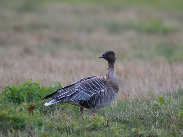 Lyhytnokkahanhi, Pink-footed Goose, Anser brachyrhynchus