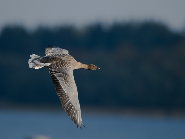 Lyhytnokkahanhi, Pink-footed Goose, Anser brachyrhynchus