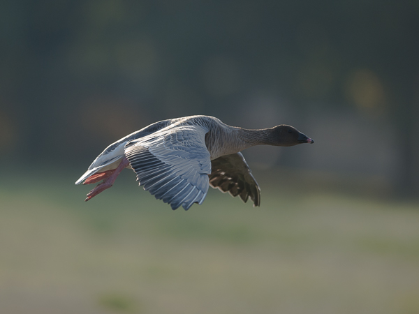Lyhytnokkahanhi, Pink-footed Goose, Anser brachyrhynchus
