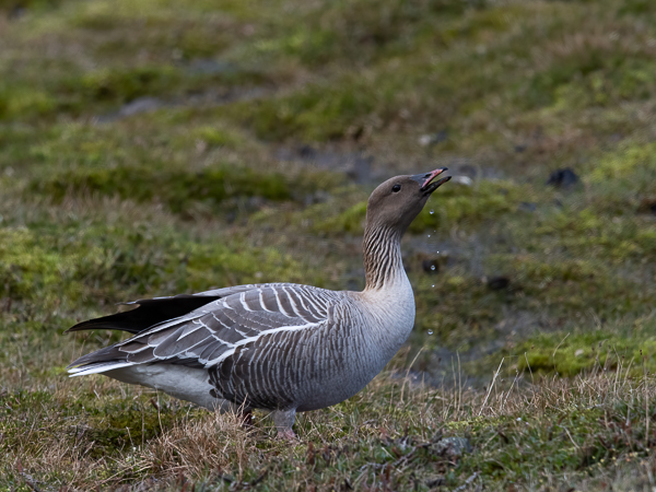 Lyhytnokkahanhi, Pink-footed Goose, Anser brachyrhynchus
