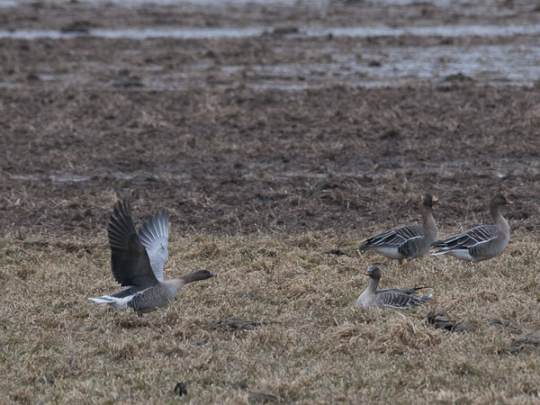 Lyhytnokkahanhi, Pink-footed Goose, Anser brachyrhynchus